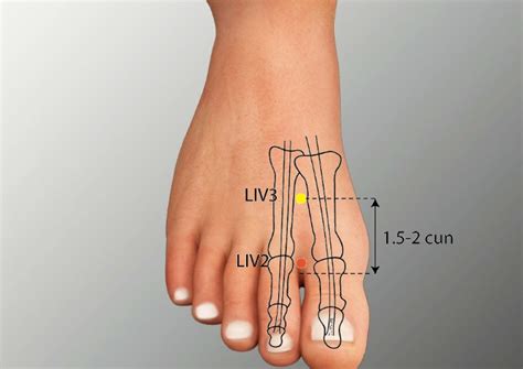 lv2 acupuncture point